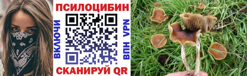 цены   Шагонар  дарк нет телеграм  Галлюциногенные грибы Psilocybe 